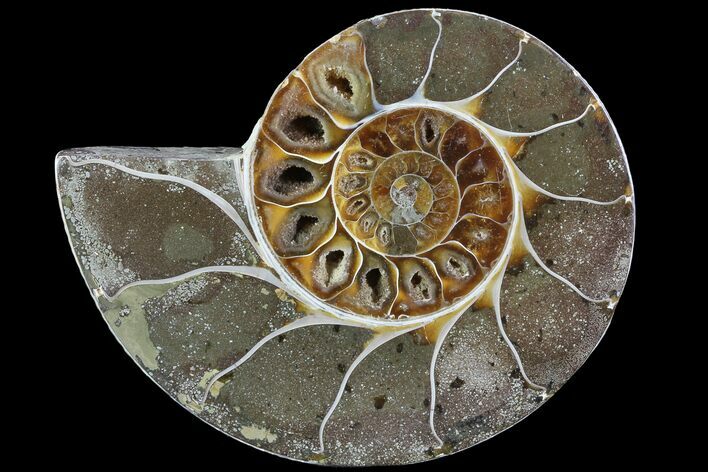 Bargain, Thick Ammonite (Anapuzosia) Fossil Half #77416